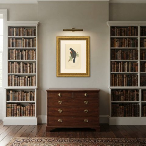 Red Winged Starling or Red Winged Blackbird, Morris Bird Print, 1896, shown framed in a room