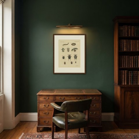 Diving Beetles and Water Beetles with Larva, Antique Bertuch Print, circa 1815, shown framed in a room