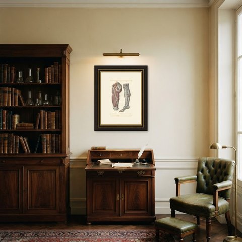 Nerves of the Hip and Lower Limb, Antique Hirschfeld Anatomy Print, 1866, shown framed in a room