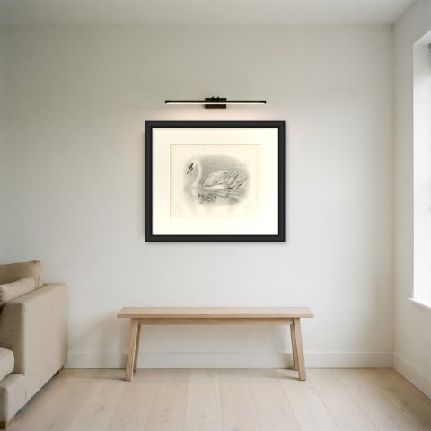 Mute Swan with Downy Cygnet, Plate CLXVII after Lilian Medland, c. 1909, shown framed in a room