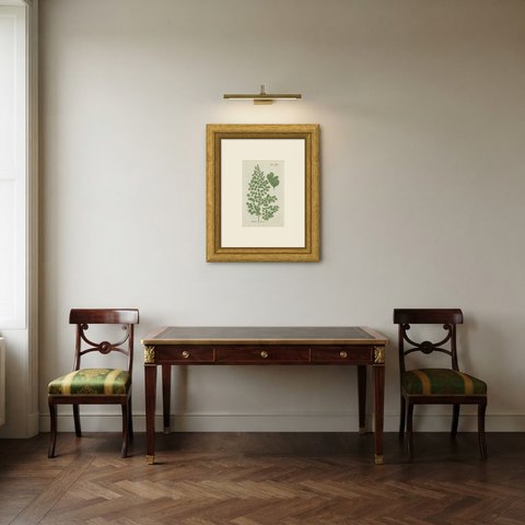 Antique Hand-Colored Fern Engraving by Schkuhr, Adiantum tenerum, 1806-1809, shown framed in a room