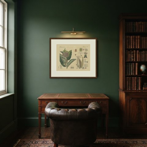 Common Milkweed with Seed Pods and Details, Antique Bertuch Print, circa 1818, shown framed in a room