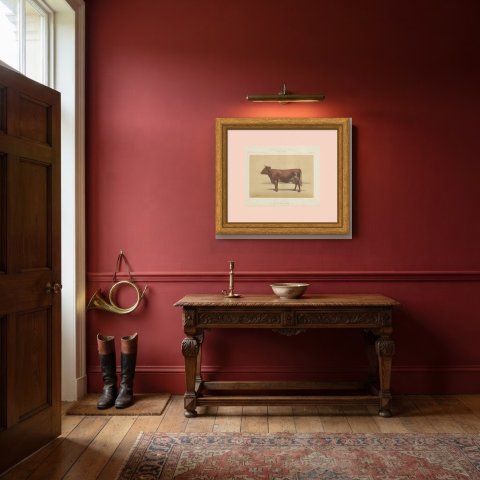 Ayrshire Cow, Scottish Dairy Cattle Chromolithograph by Olivier de Penne, 1863, shown framed in a room