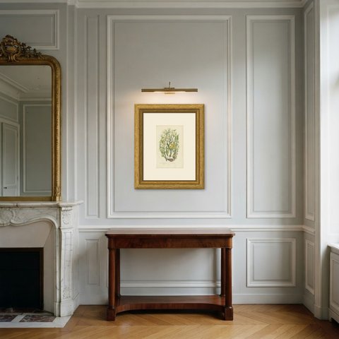 Star of Bethlehem and Yellow Gagea, Antique Botanical Plate, circa 1873, shown framed in a room