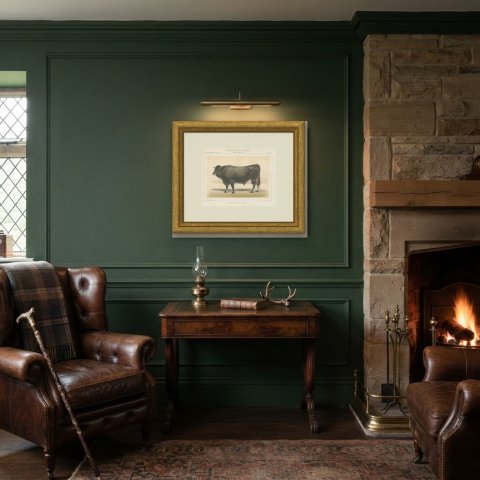 Gascon Bull, French Cattle Chromolithograph from Animaux de la Ferme, 1863, shown framed in a room