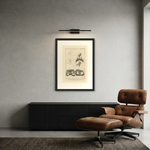 Pelvic Anatomy Studies, Diderot Hermaphrodites Supplement Plate 3, circa 1778, shown framed in a room
