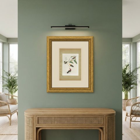 Cotingas and Long-Tailed Manakins, Brazilian Bird Print, Descourtilz, 1944, shown framed in a room
