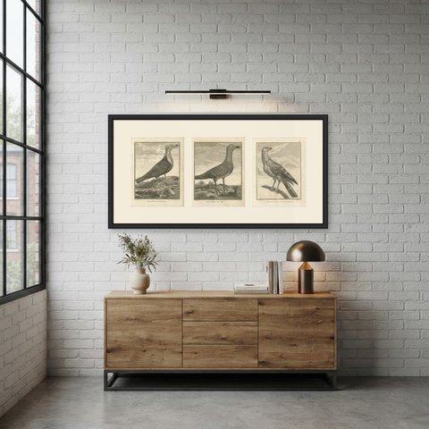 Vultures and Goshawk, Three Antique Birds of Prey Plates, 1806, shown framed in a room