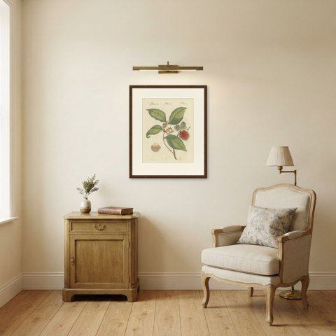 Rambutan Tropical Fruit Branch, Antique Bertuch Print, circa 1810, shown framed in a room