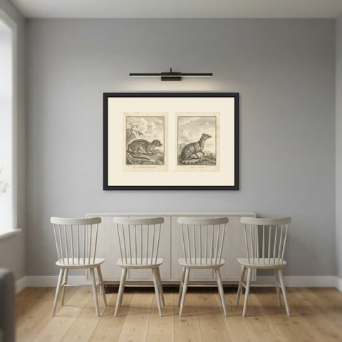 Indian Wild Cat and Malacca Civet, Pair of Antique Engravings, 1806, shown framed in a room