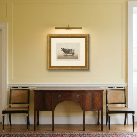 Durham Shorthorn Cow, British Cattle Chromolithograph by Olivier de Penne, 1863, shown framed in a room