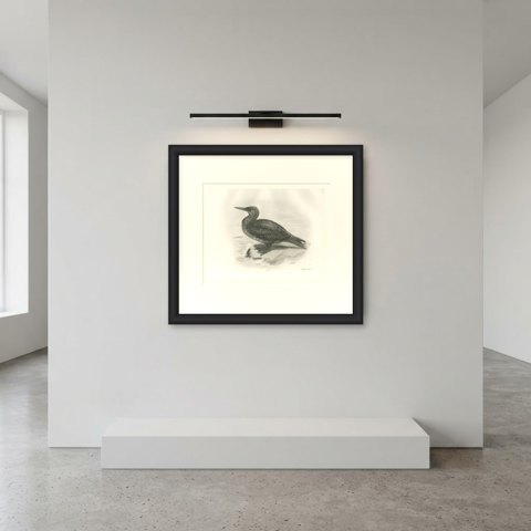 Young Gannet in Speckled Juvenile Plumage after Lilian Medland, c. 1909, shown framed in a room