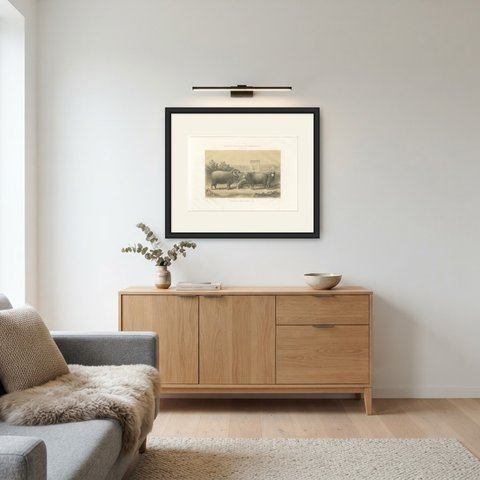 Rambouillet Merino Rams and Ewes of 1873, Antique Sheep Print, shown framed in a room