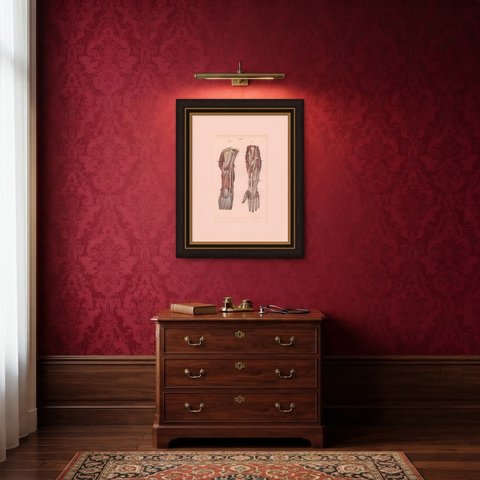 The Humerus and the Nerve Trunks of the Arm, Hirschfeld Anatomy Print, 1866, shown framed in a room