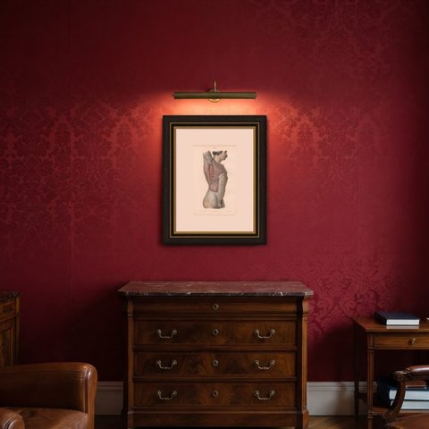 Cutaneous Nerves of the Flank, Antique Hirschfeld Anatomy Print, 1866, shown framed in a room