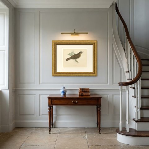 White's Thrush with Scalloped Plumage, Hand Colored Print, Morris, 1896, shown framed in a room