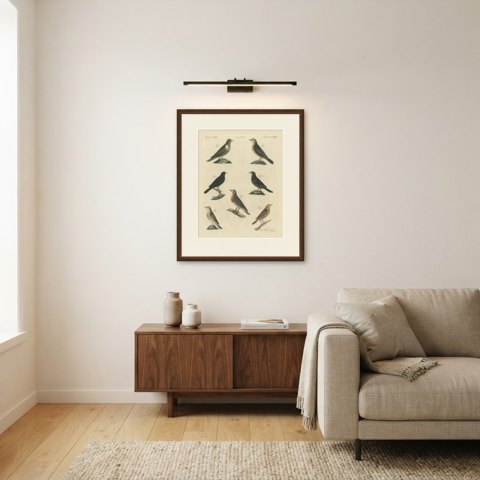 Thrushes, Blackbird and Ring Ouzel, Antique Bertuch Print, Vienna, circa 1805, shown framed in a room