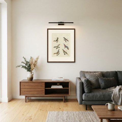 Royal Flycatcher and Bee-eaters, Antique Bertuch Print, Vienna, circa 1805, shown framed in a room