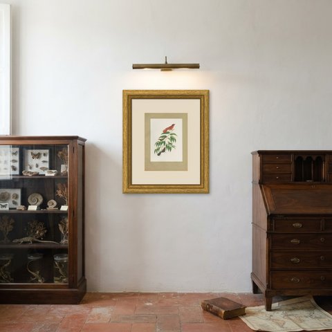 Tanagers on a Fruiting Branch, Brazilian Bird Print, Descourtilz, 1944, shown framed in a room