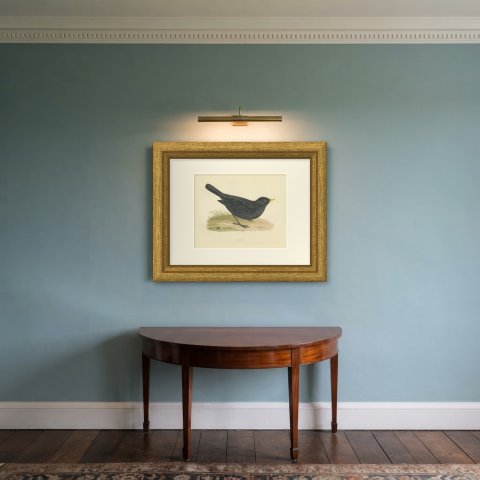 Blackbird on Grassy Ground, Antique Hand Colored Bird Print, Morris, 1896, shown framed in a room