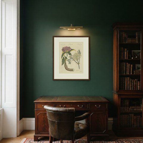 Galbanum and Hungarian Gentian, Antique Bertuch Print, circa 1805, shown framed in a room
