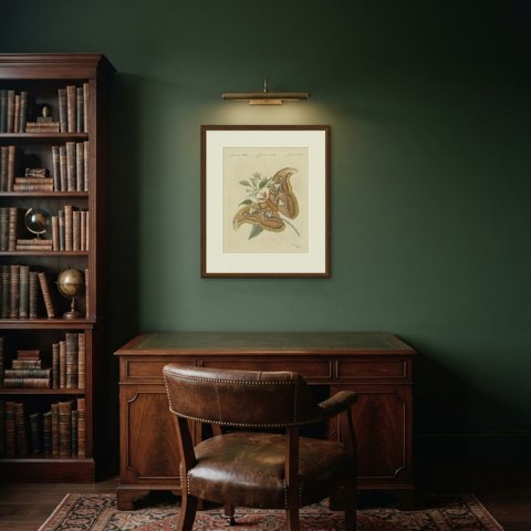 Atlas Moth on a Flowering Branch, Antique Bertuch Print, Vienna, circa 1805, shown framed in a room