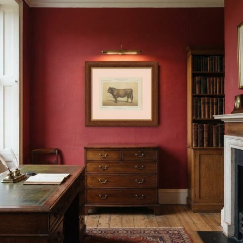 Parthenais Bull, French Cattle Breed, Antique Chromolithograph by Borie, 1863, shown framed in a room