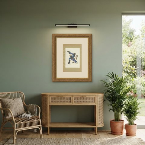 Jays, Brazilian Bird Print, Descourtilz, 1944, shown framed in a room