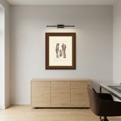 Nerves of the Shoulder and Elbow, Antique Hirschfeld Anatomy Print, 1866, shown framed in a room