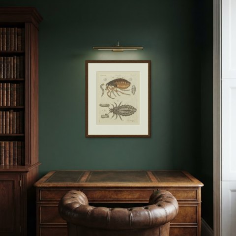 Flea and Louse Under the Microscope, Antique Bertuch Print, circa 1805, shown framed in a room