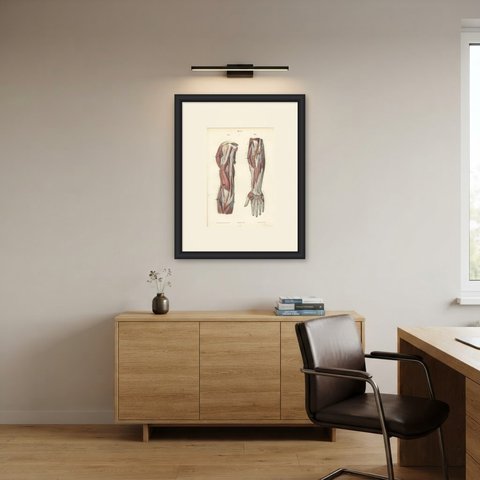 Deep Nerves of the Arm and Forearm, Antique Hirschfeld Anatomy Print, 1866, shown framed in a room