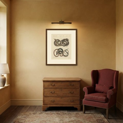 Four Intertwined Snakes, Antique Bertuch Print, Vienna, circa 1805, shown framed in a room