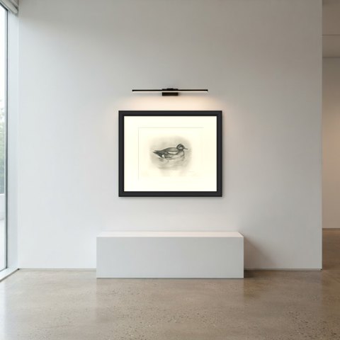 Wigeon Drake Swimming, Plate CLXXIX after Lilian Medland, c. 1909, shown framed in a room