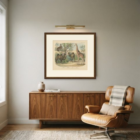 Antique Giraffe and Camel Print with Dromedary and Llama, Kolb, circa 1890, shown framed in a room