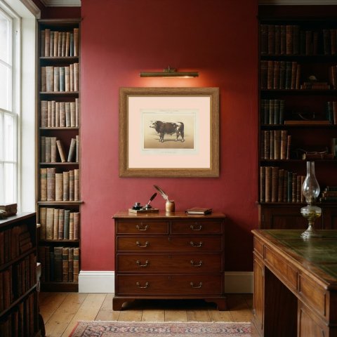 Normandy Bull, French Cattle Breed, Antique Chromolithograph by Borie, 1863, shown framed in a room