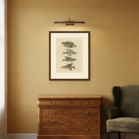 Flying Fish with a Flying Gurnard, Antique Bertuch Print, circa 1805, shown framed in a room