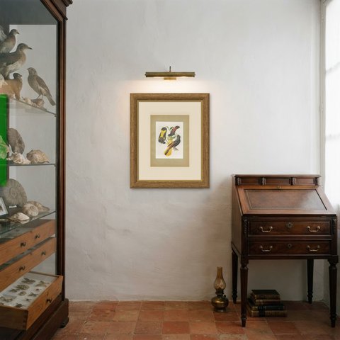 Orioles and Caciques, Brazilian Bird Print, Descourtilz, 1944, shown framed in a room