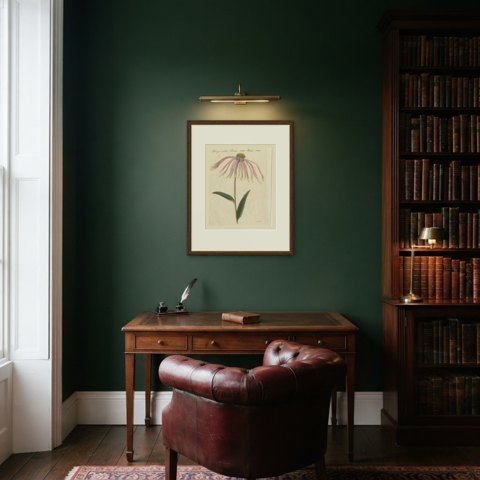 Purple Coneflower Echinacea, Antique Bertuch Print, circa 1810, shown framed in a room