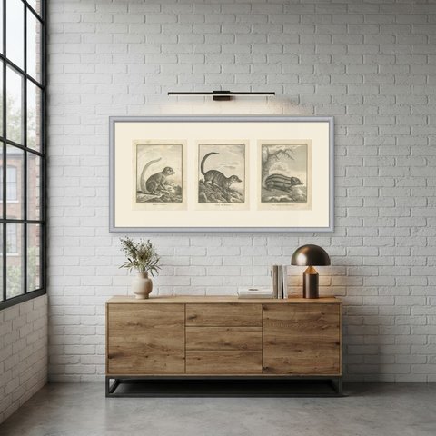 Lemur, Meerkat and Tenrec, Three Antique Sonnerat Mammal Plates, 1806, shown framed in a room