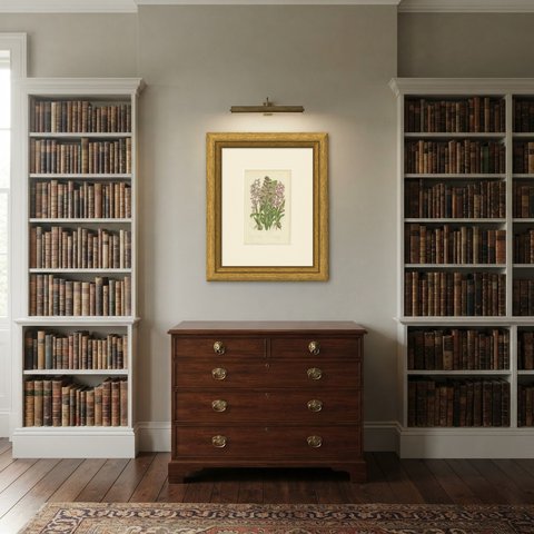 Early Purple Orchis, Antique British Orchid Plate by Anne Pratt, circa 1873, shown framed in a room