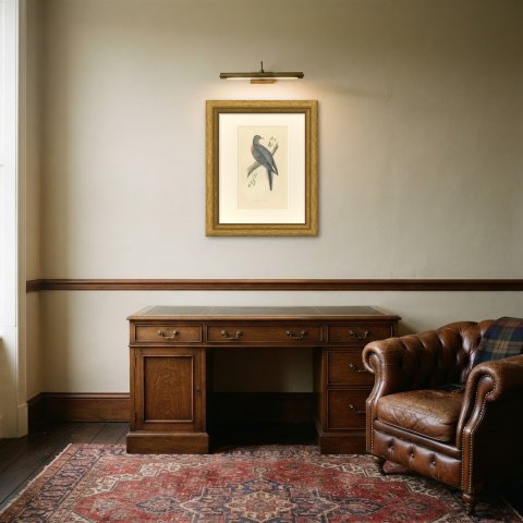 Passenger Pigeon on a Mossy Branch, Hand Colored Bird Print, Morris, 1896, shown framed in a room