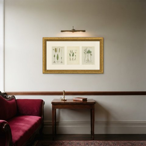 Set of 3 Hand-Colored Fern Engravings, Adder's Tongue and Moonwort, 1806-1809, shown framed in a room