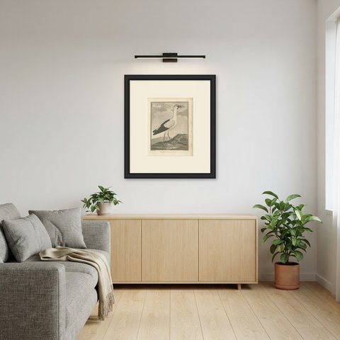 White Openbill Stork of the Indies, Antique Sonnerat Engraving, 1806, shown framed in a room