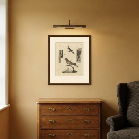 Swallows, Swifts and Nightjar, Antique Bertuch Print, circa 1805, shown framed in a room