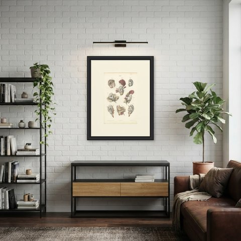 The External Ear, Antique Hirschfeld Anatomy Print, 1866, shown framed in a room