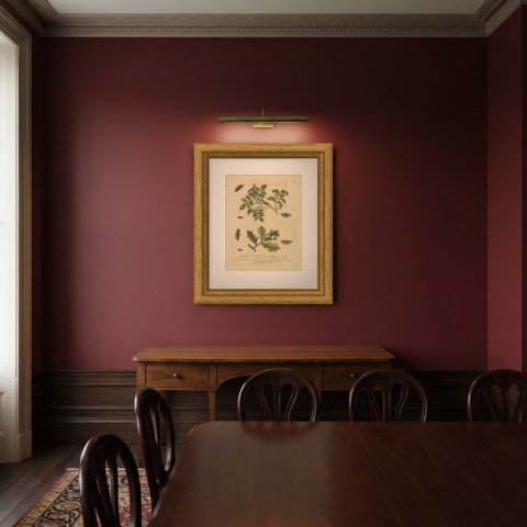 Moths on Rose and Oak, Albin Insect Plate 74 with Italian Dedication, 1720, shown framed in a room