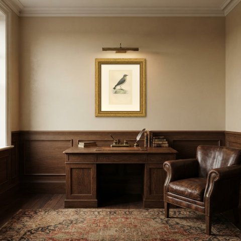 Wheatear Standing by Water, Antique Hand Colored Bird Print, Morris, 1896, shown framed in a room