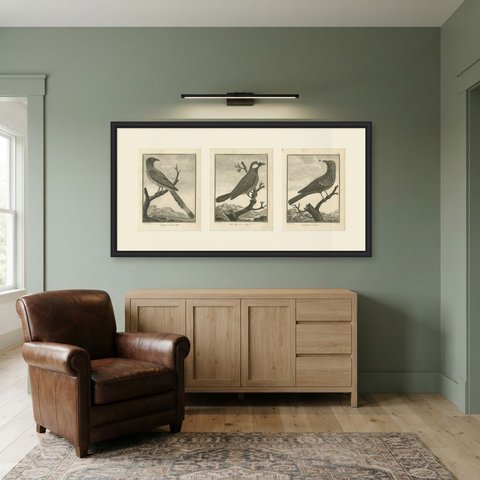 Magpie, Jay and Blue Thrush of China, Three Antique Bird Plates, 1806, shown framed in a room