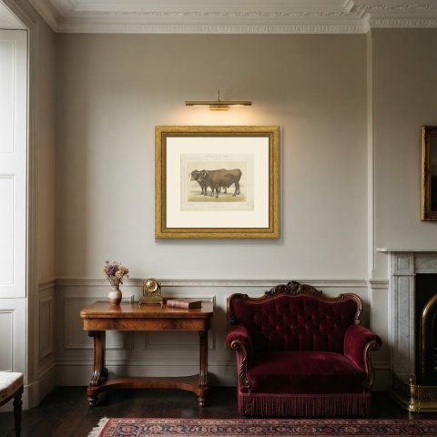 Garonnais Oxen, French Cattle Breed, Antique Chromolithograph by Borie, 1863, shown framed in a room
