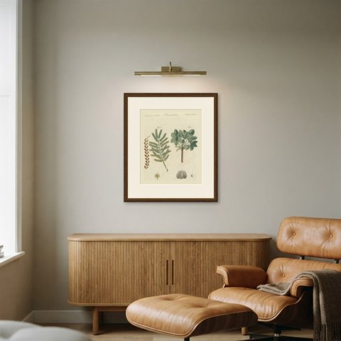 Rubber Tree and Gum Arabic Acacia, Antique Bertuch Print, circa 1805, shown framed in a room